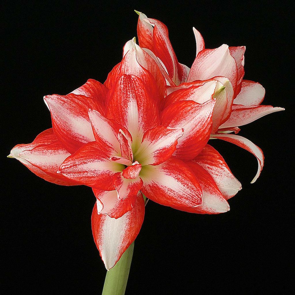 Hippeastrum Exotic Peacock - Ritterstern