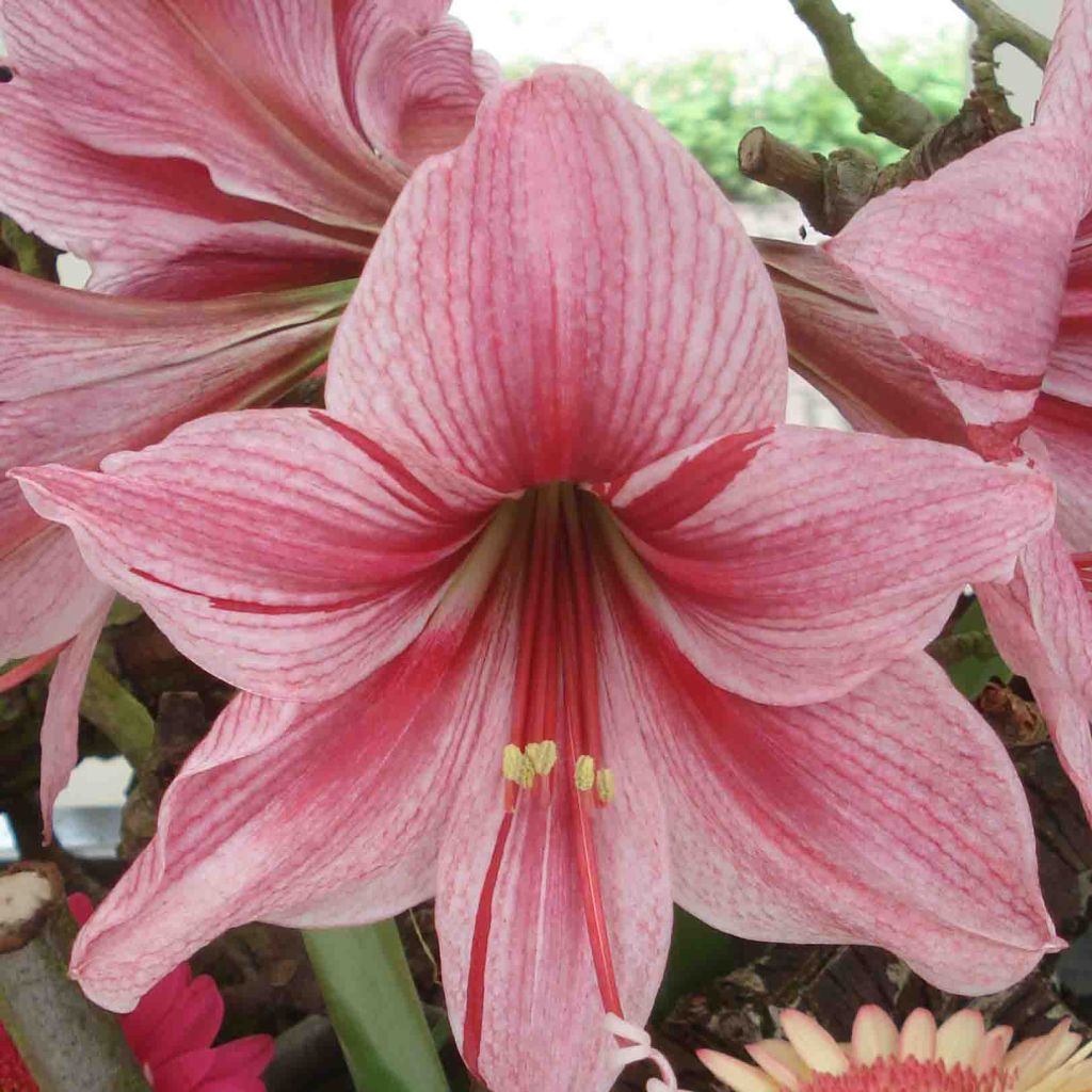 Amaryllis Gervase - Hippeastrum