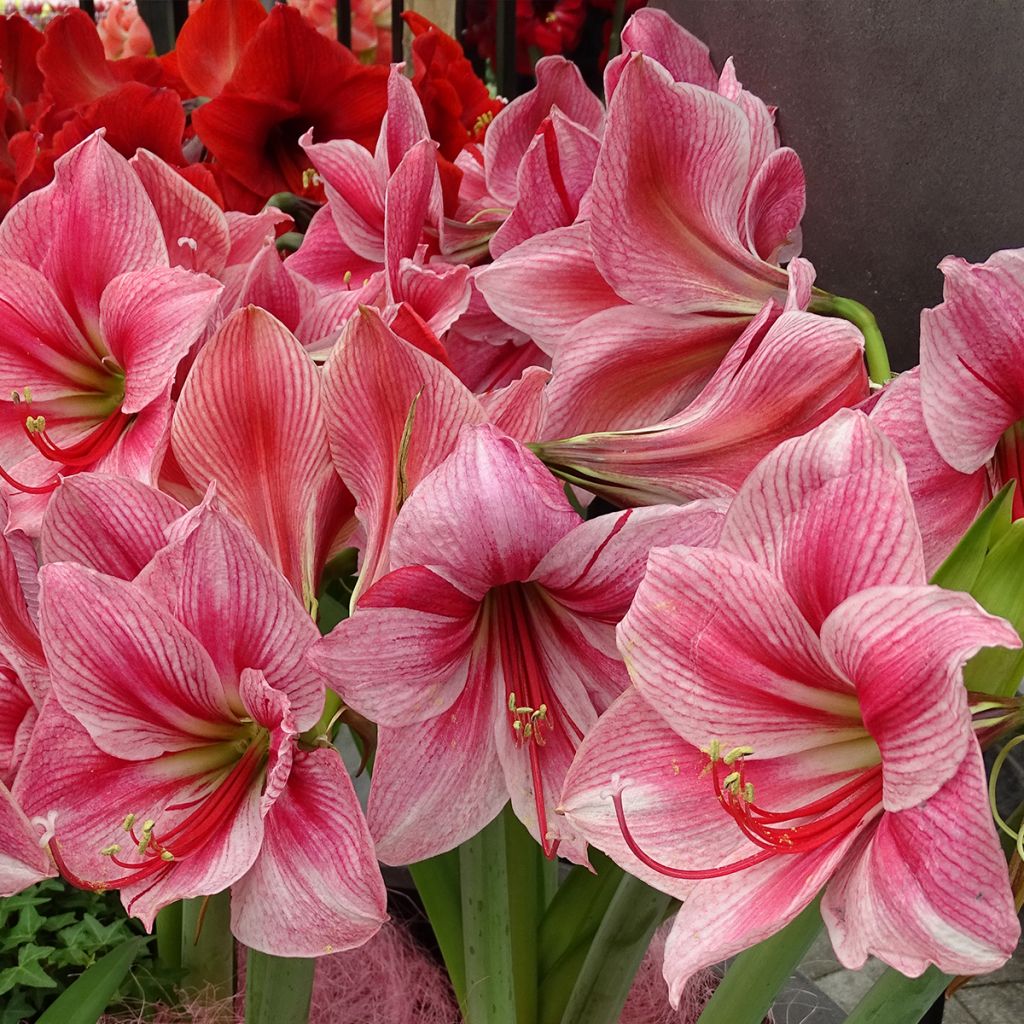 Hippeastrum Gervase - Ritterstern