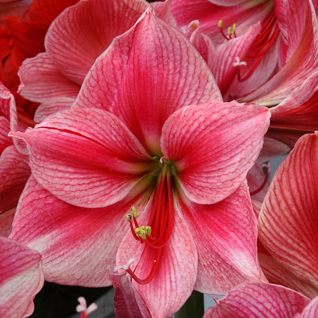 Hippeastrum Gervase - Ritterstern