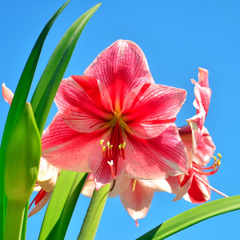 Hippeastrum Gervase - Ritterstern