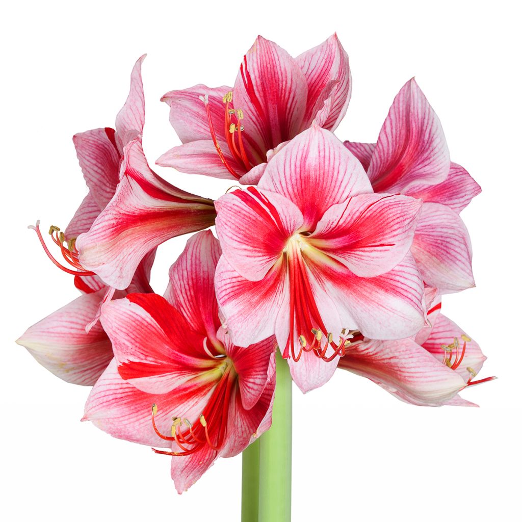 Hippeastrum Gervase - Ritterstern