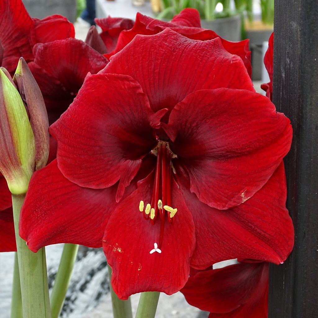 Hippeastrum Grand Diva - Ritterstern