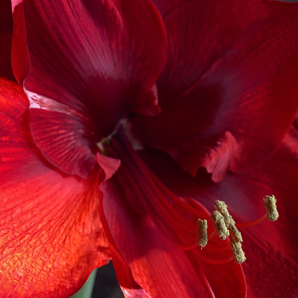 Hippeastrum Grand Diva - Ritterstern