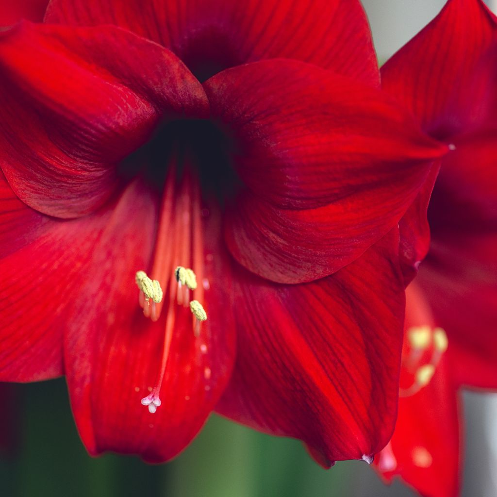 Hippeastrum Grand Diva - Ritterstern