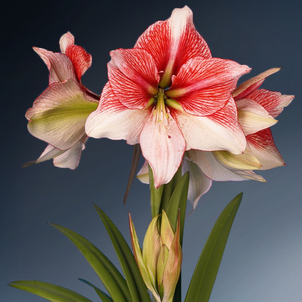 Hippeastrum Grandise Fantasy - Ritterstern