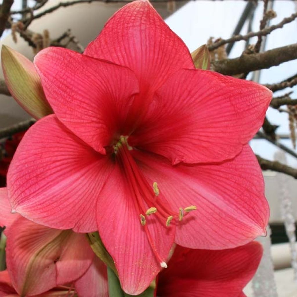 Amaryllis Hercule