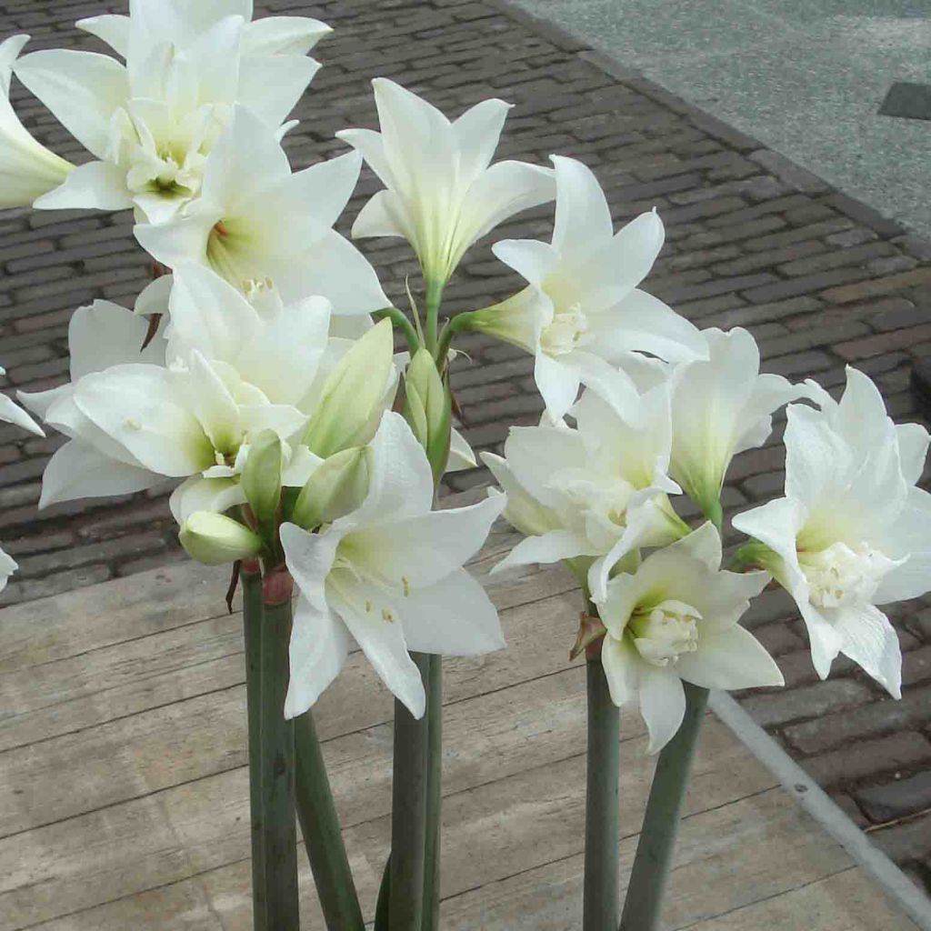 Amaryllis Jewel