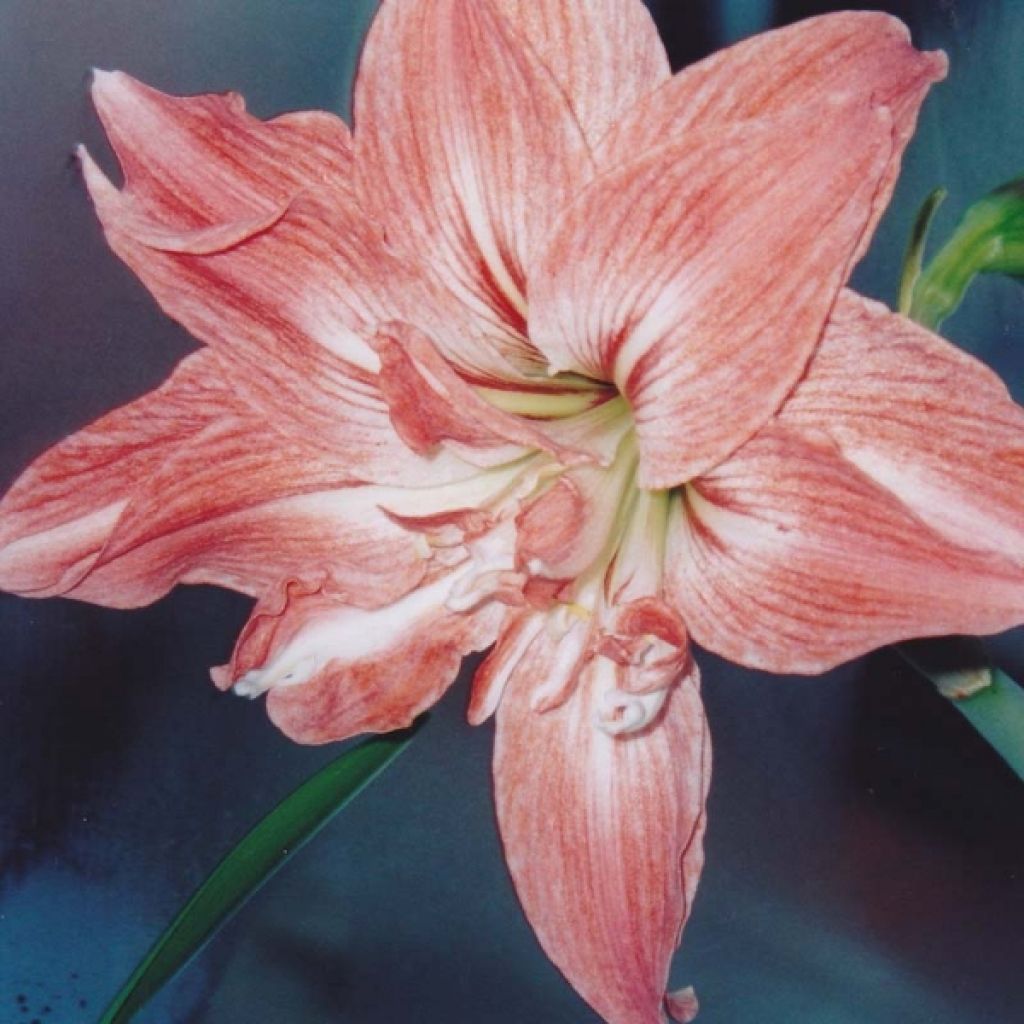 Hippeastrum Lady Jane - Ritterstern