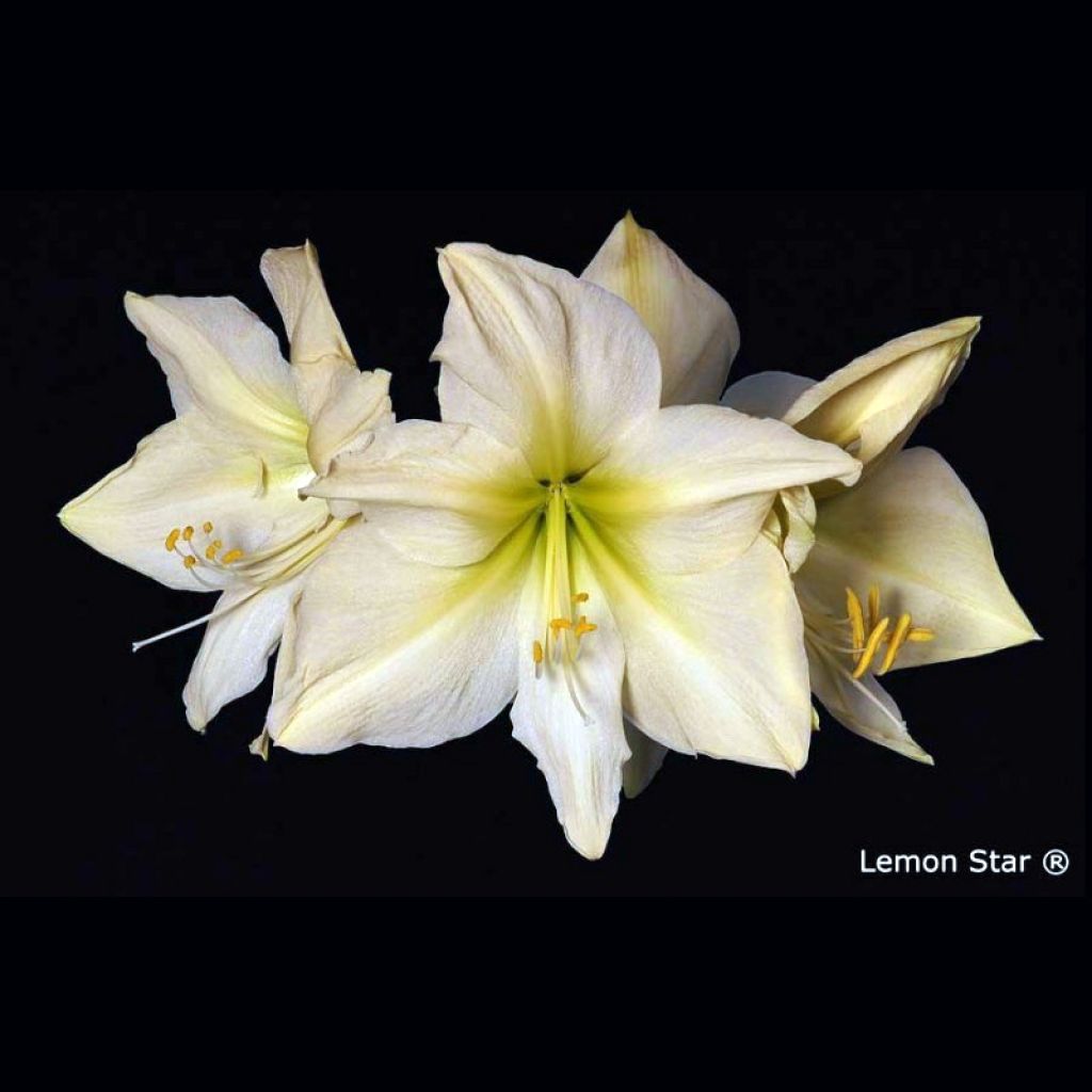 Hippeastrum Lemon Star - Ritterstern