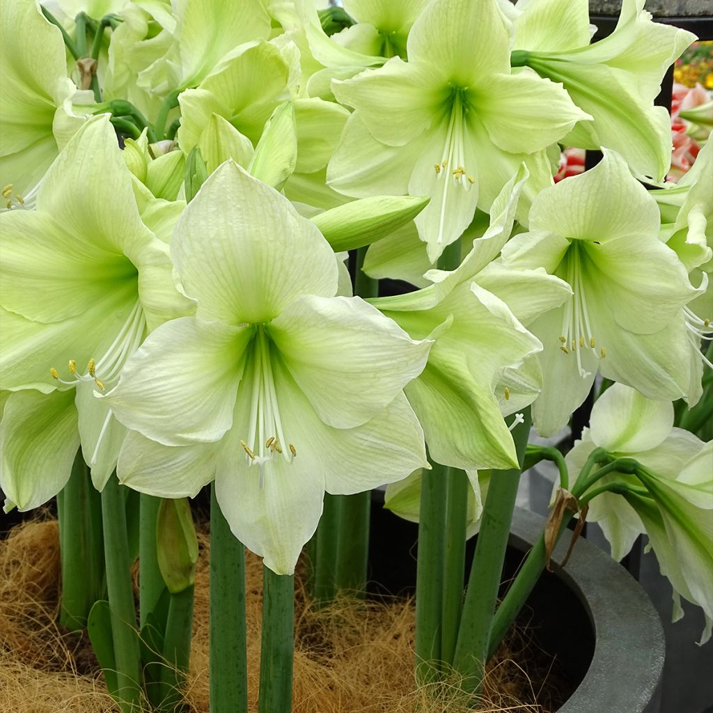 Hippeastrum Luna - Ritterstern