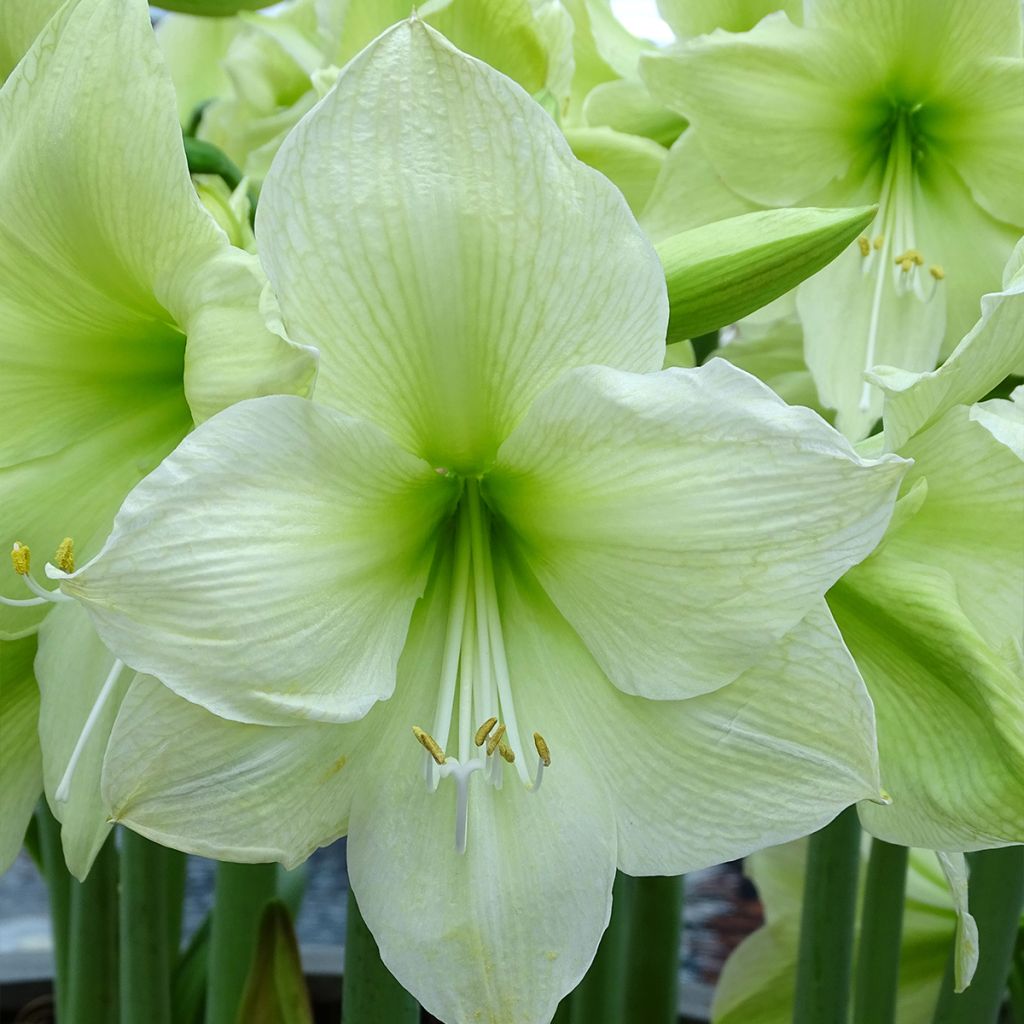 Hippeastrum Luna - Ritterstern