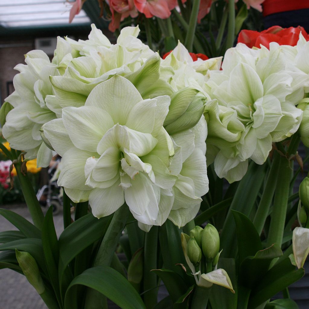 Amaryllis Marilyn - Hippeastrum