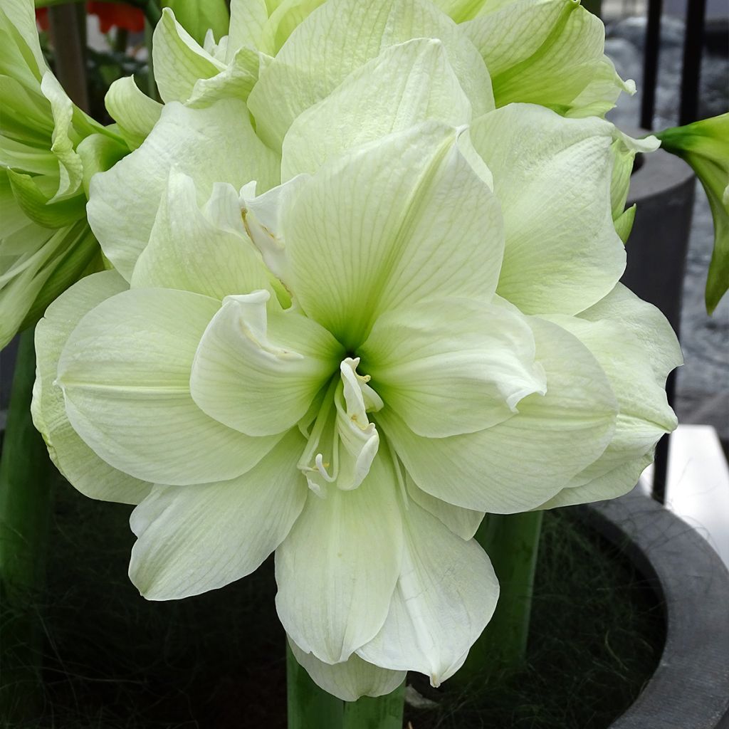 Hippeastrum Marilyn - Ritterstern