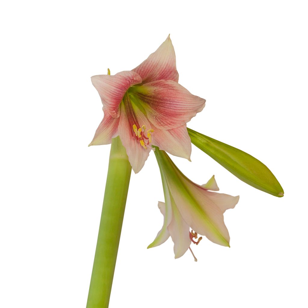 Hippeastrum Misty - Ritterstern