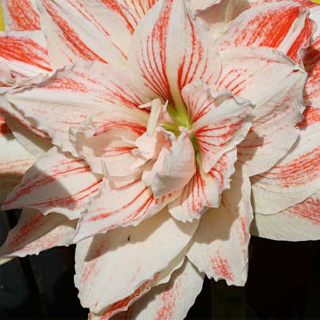 Amaryllis double Nymph