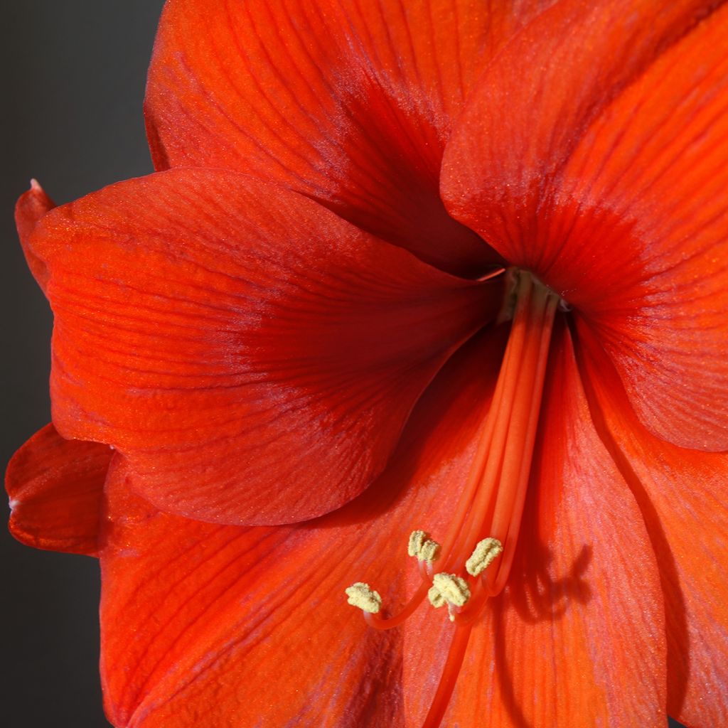 Amaryllis Orange Souvereign