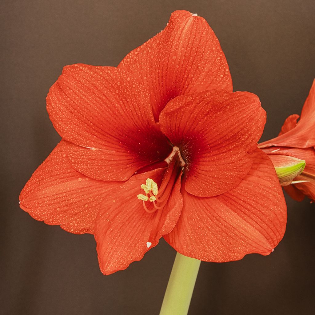 Hippeastrum Orange Souvereign - Ritterstern