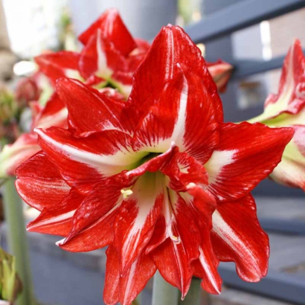 Hippeastrum Pasadena - Ritterstern