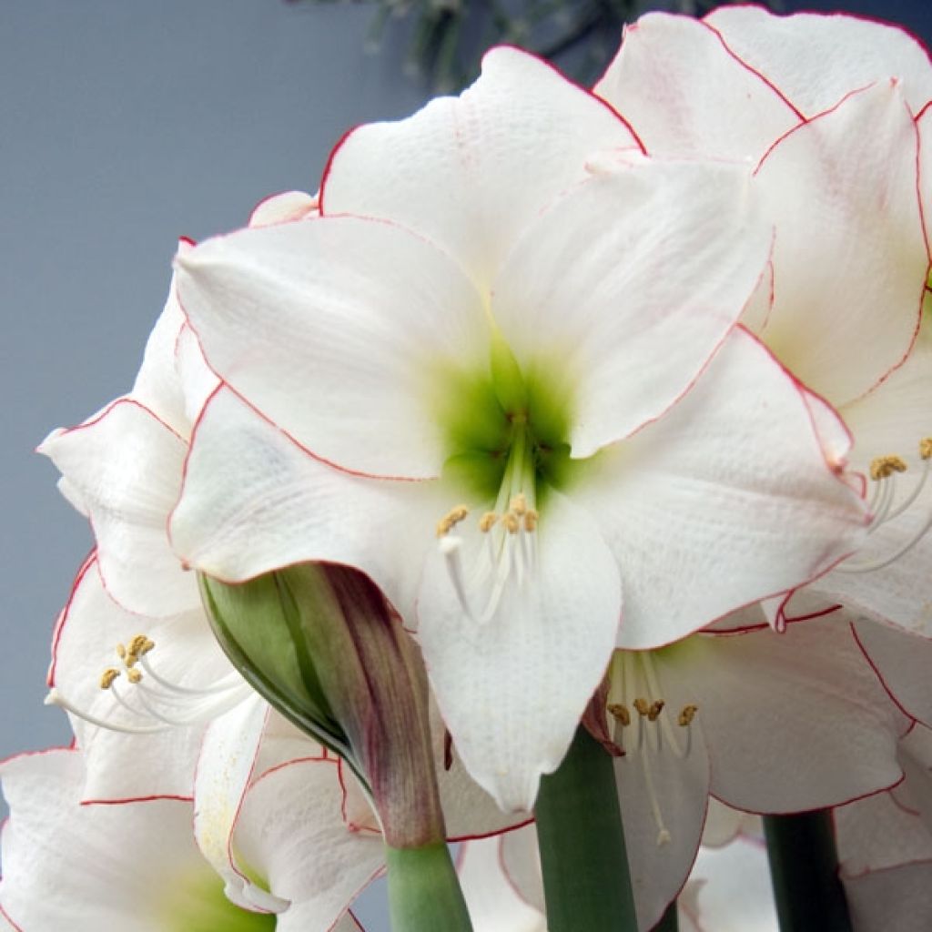 Amaryllis Picotee