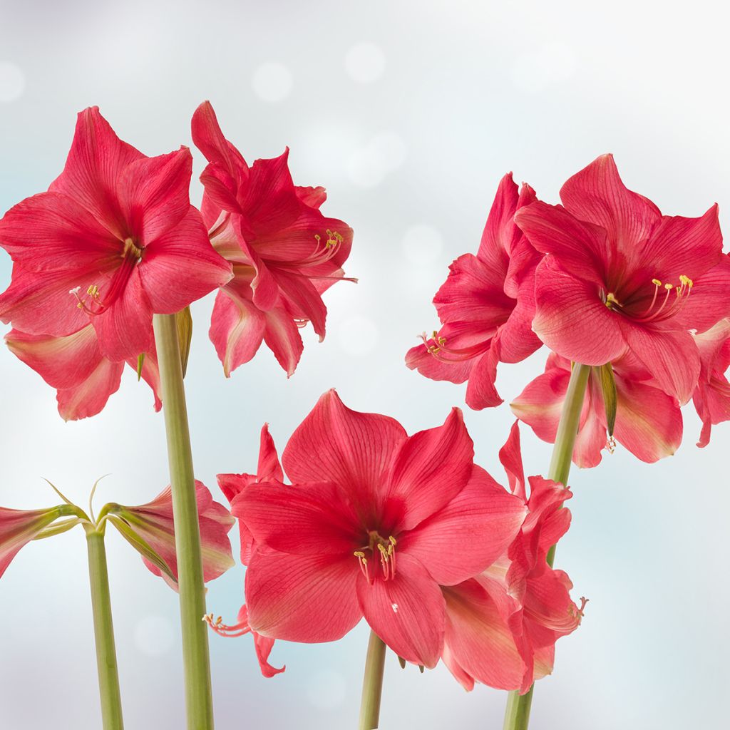 Hippeastrum Pink Surprise - Ritterstern