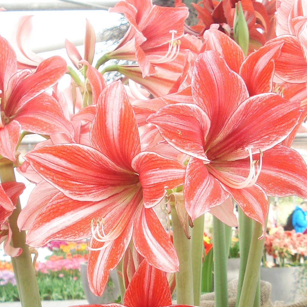 Amaryllis Pyjama Party