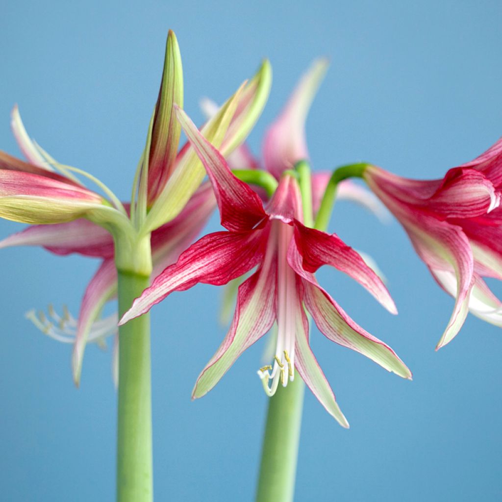 HIppeastrum Cybister Quito - Ritterstern