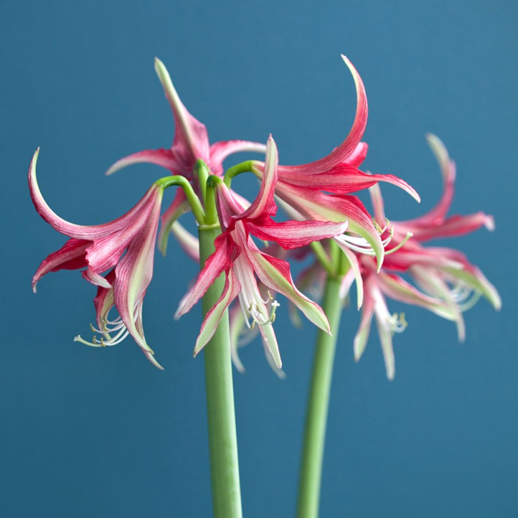 HIppeastrum Cybister Quito - Ritterstern