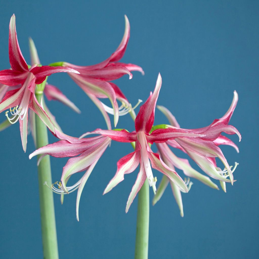 HIppeastrum Cybister Quito - Ritterstern