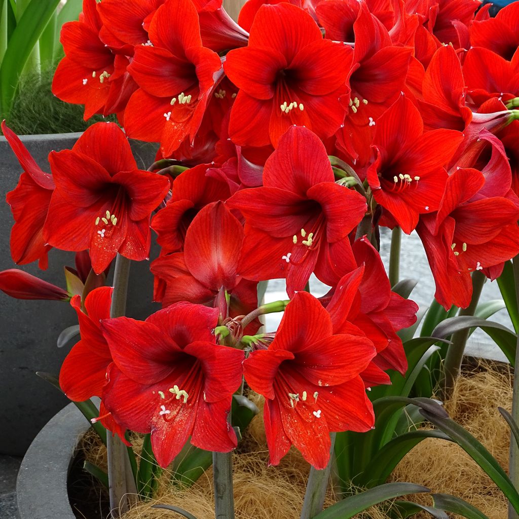 Hippeastrum Rapido - Ritterstern