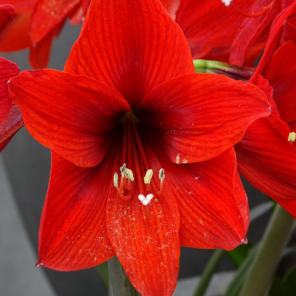 Hippeastrum Rapido - Ritterstern