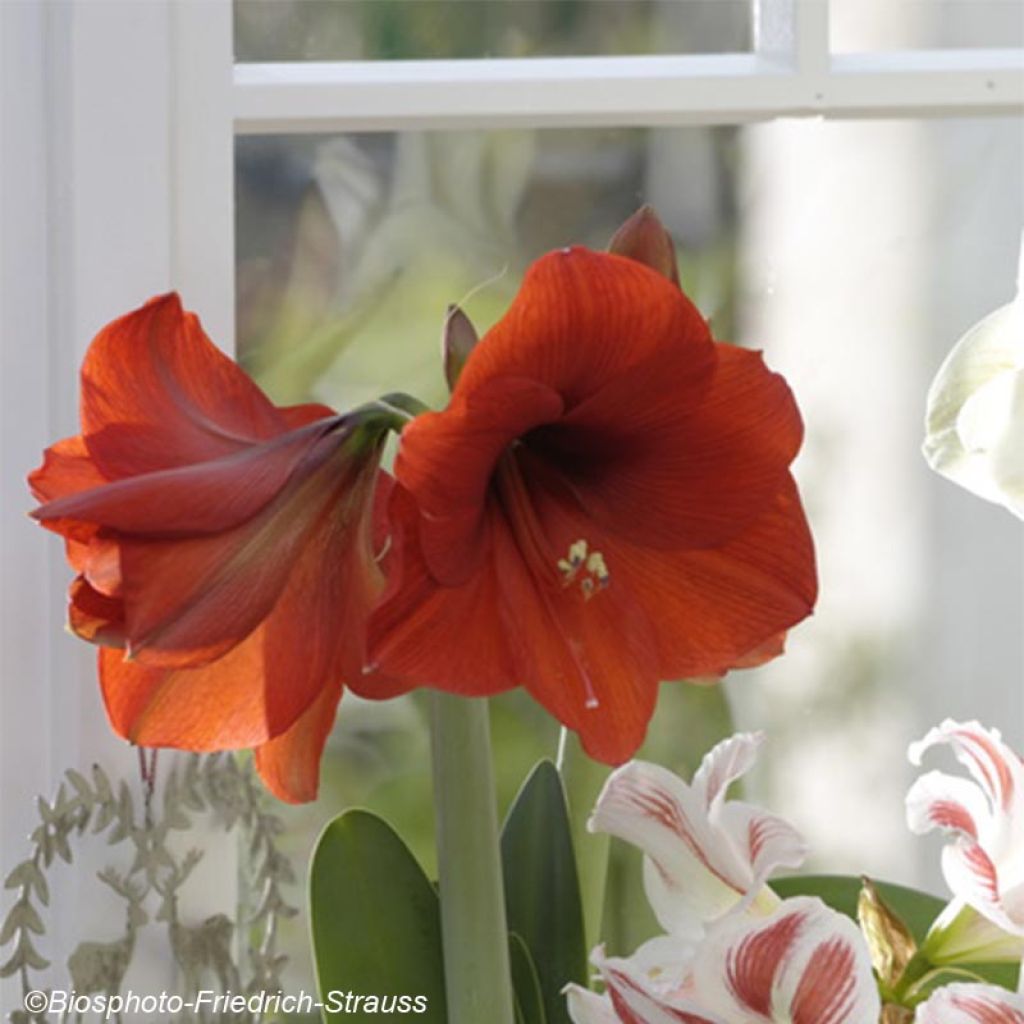 Hippeastrum Red Lion - Ritterstern