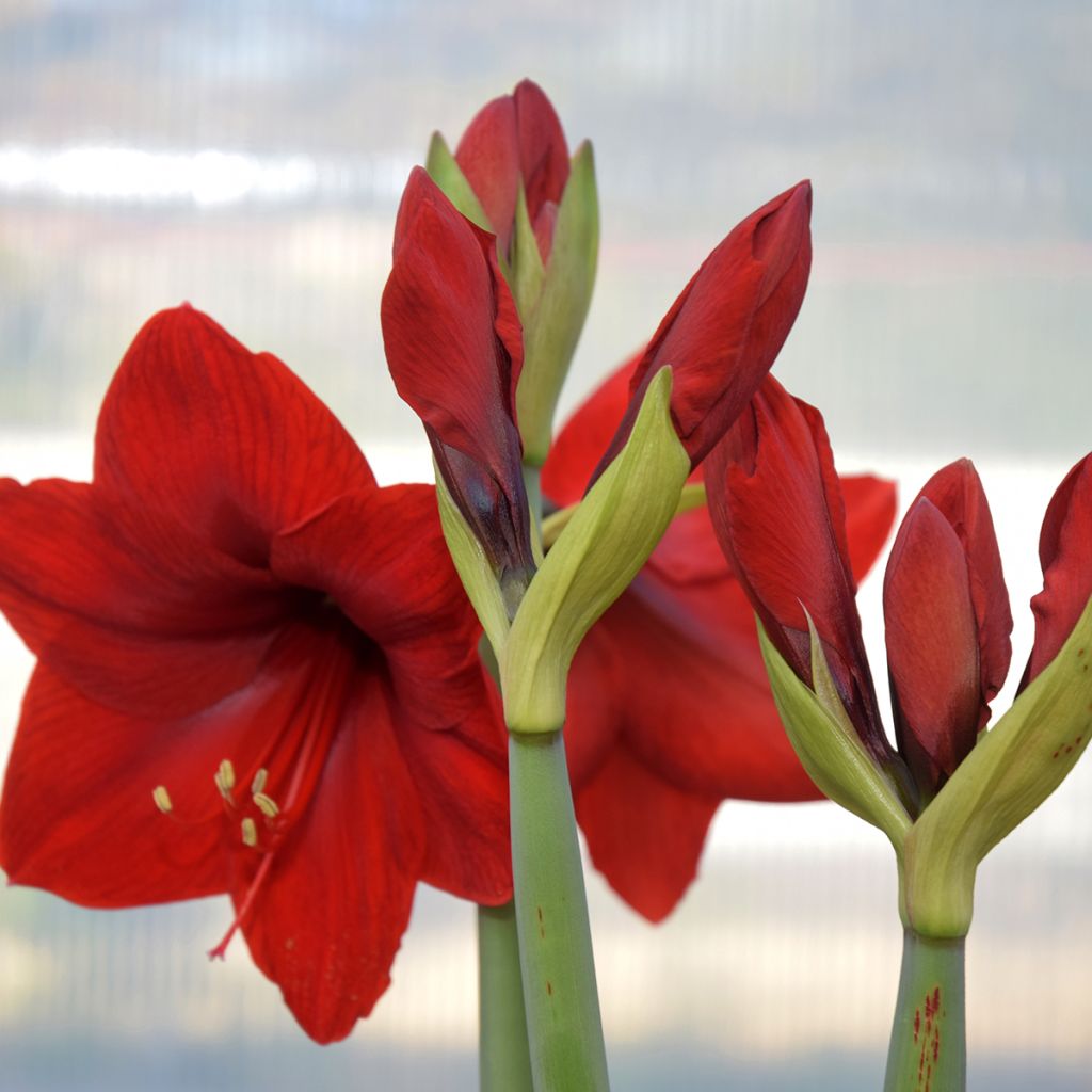 Hippeastrum Red Lion - Ritterstern