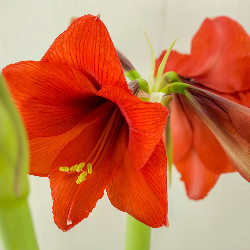 Hippeastrum Red Lion - Ritterstern