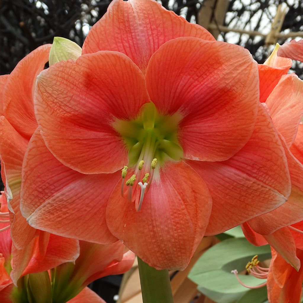 Hippeastrum Rosalie - Ritterstern