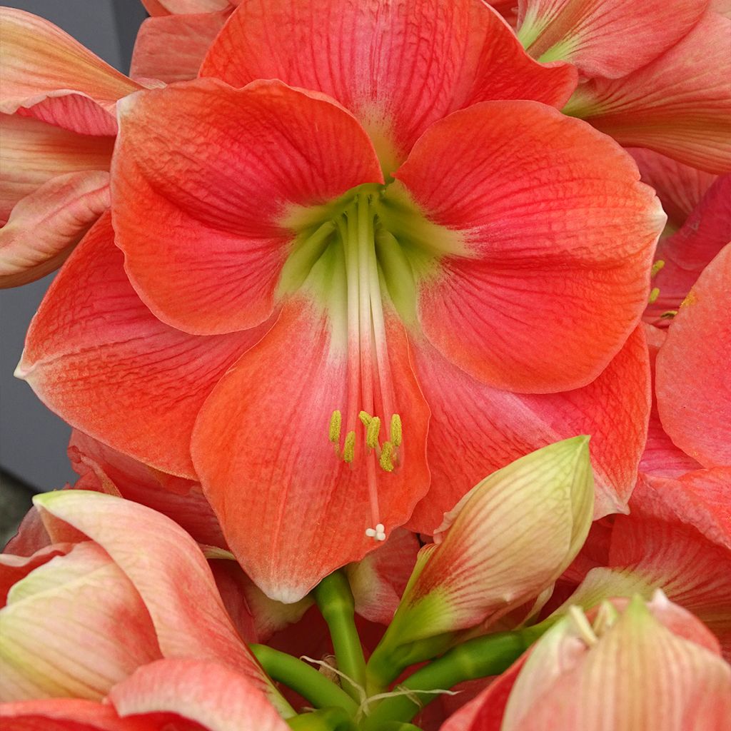 Hippeastrum Rosalie - Ritterstern