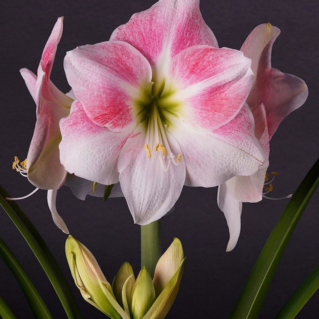 Hippeastrum Rosy Star - Ritterstern