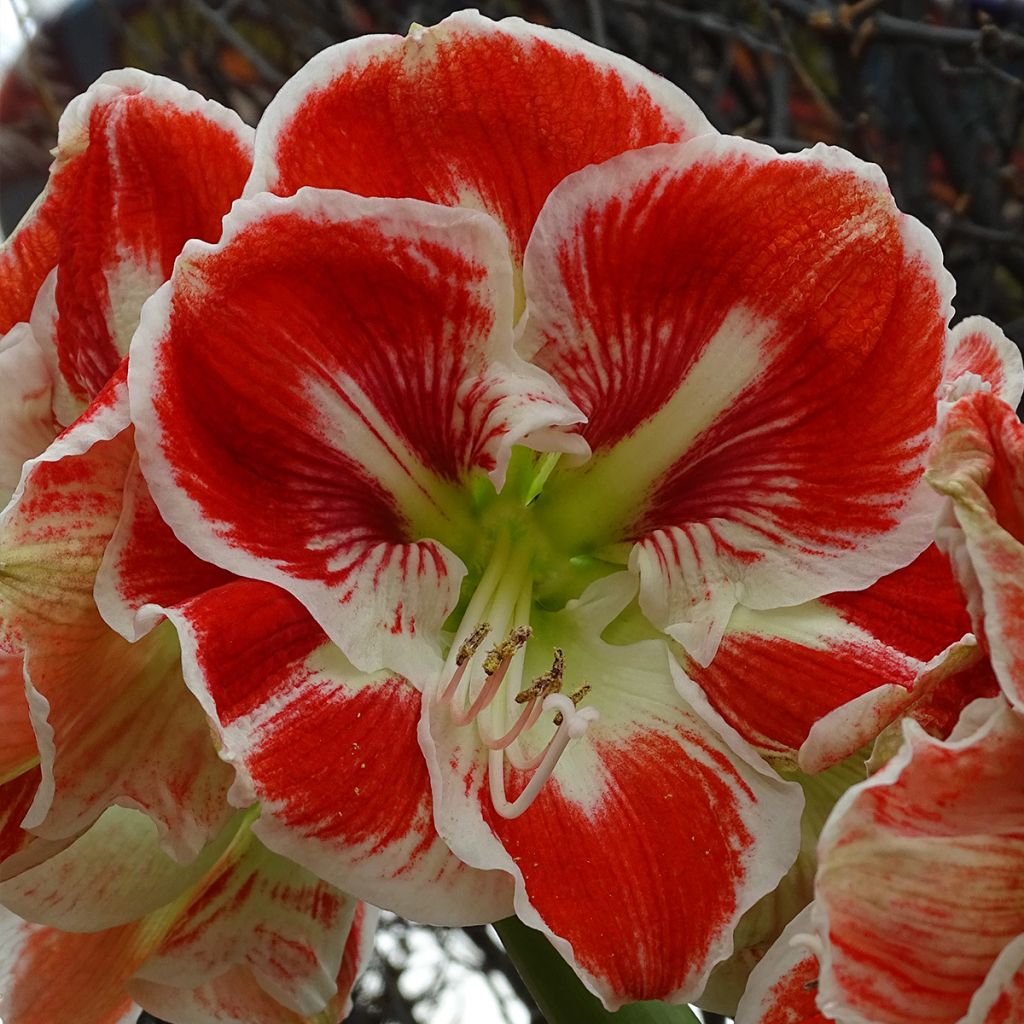 Hippeastrum Samba - Ritterstern