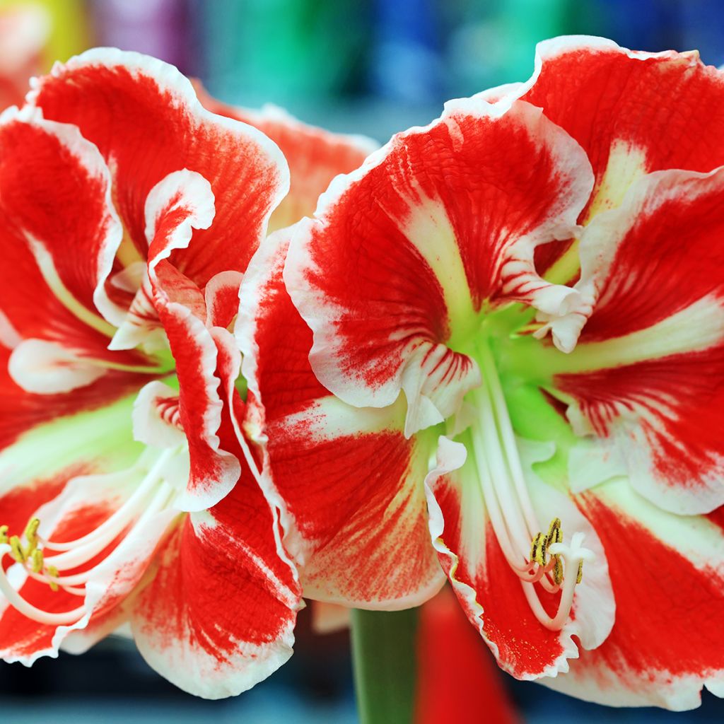 Hippeastrum Samba - Ritterstern