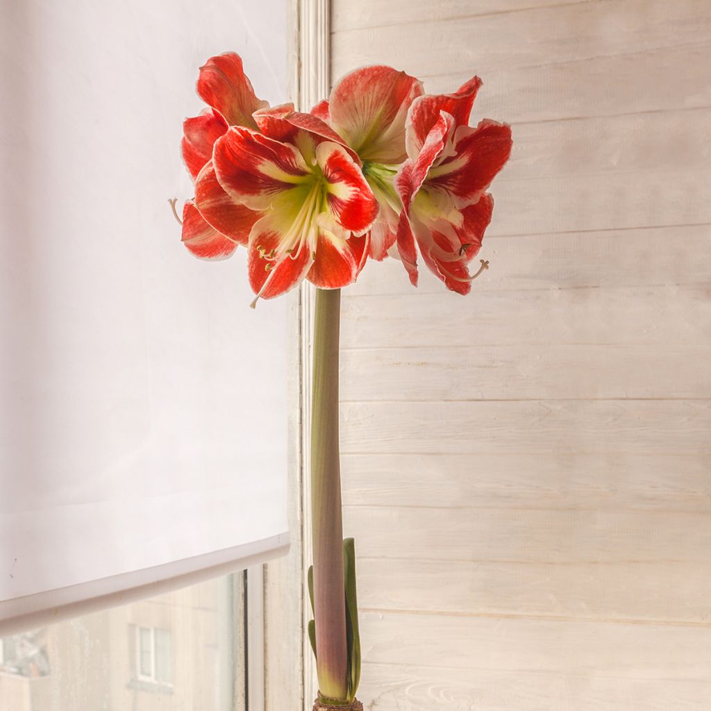 Hippeastrum Samba - Ritterstern