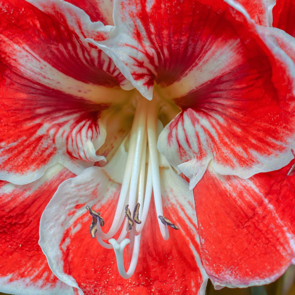 Hippeastrum Samba - Ritterstern