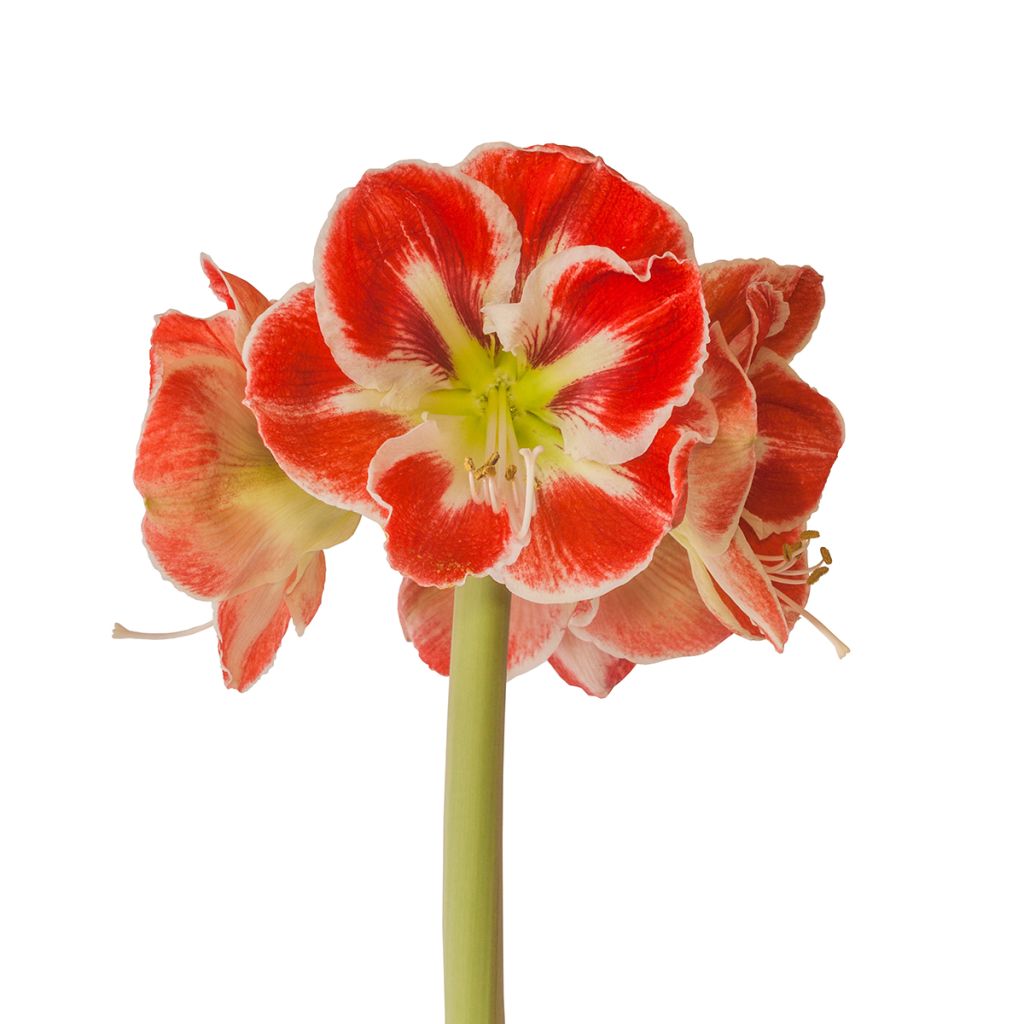 Hippeastrum Samba - Ritterstern