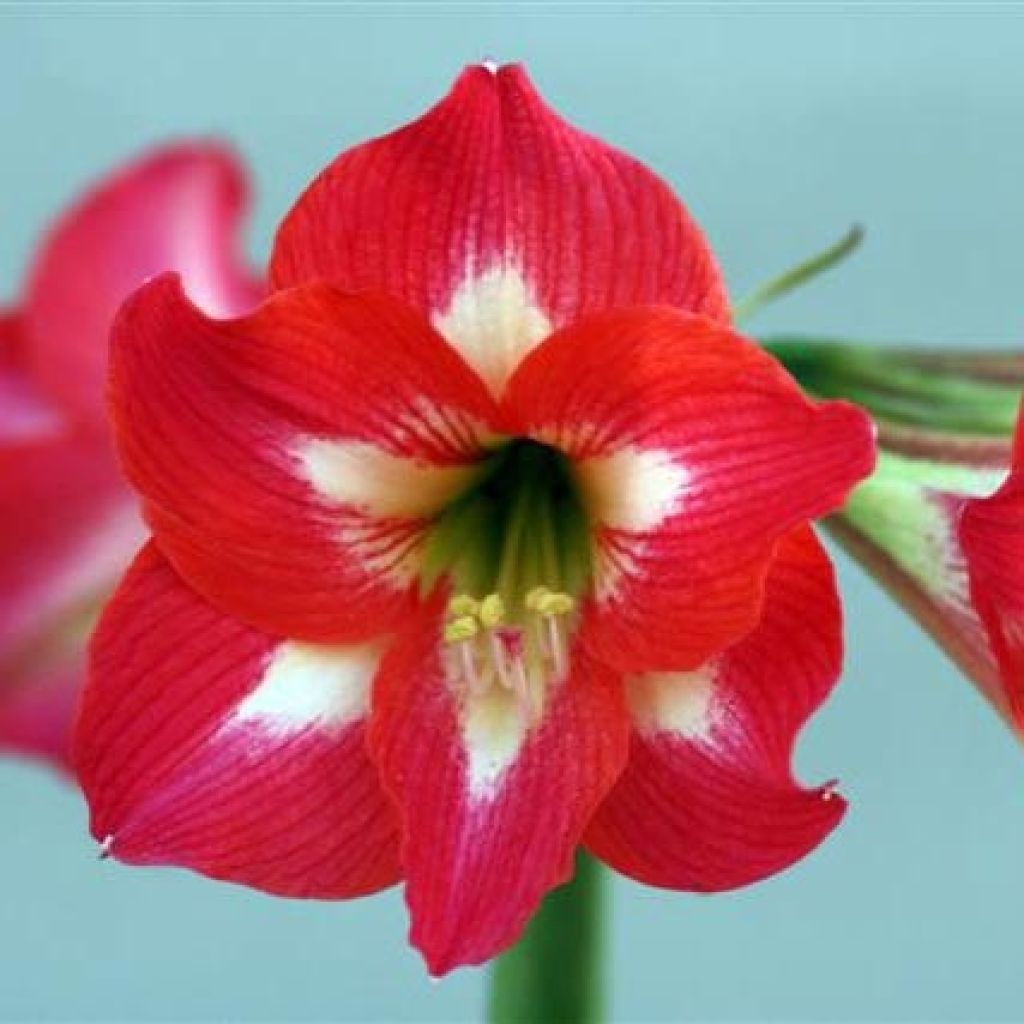 Hippeastrum Sleeping Beauty - Ritterstern