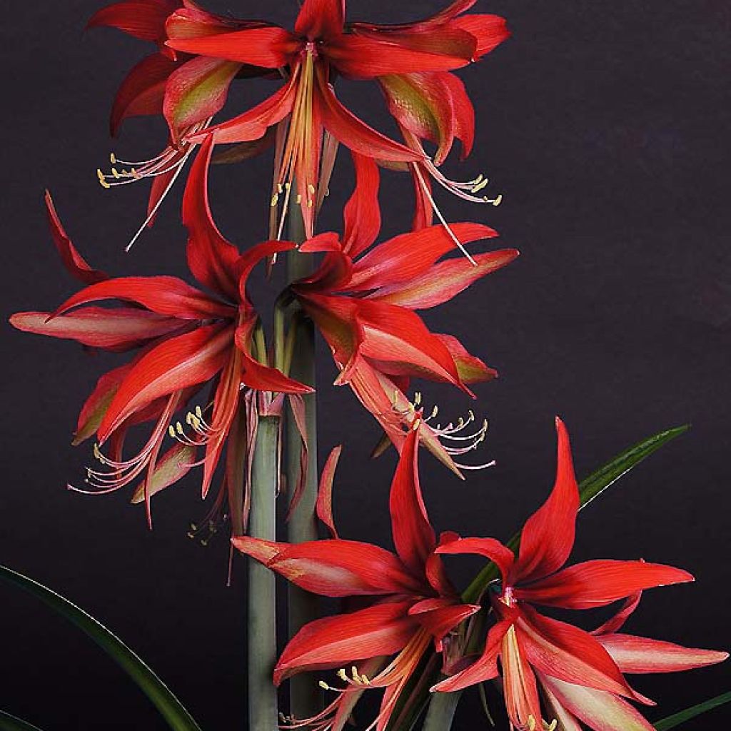 Hippeastrum Sumatra - Ritterstern