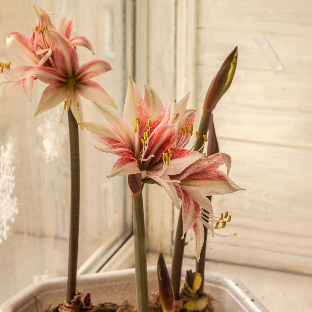 Hippeastrum Sweet Lilian - Ritterstern