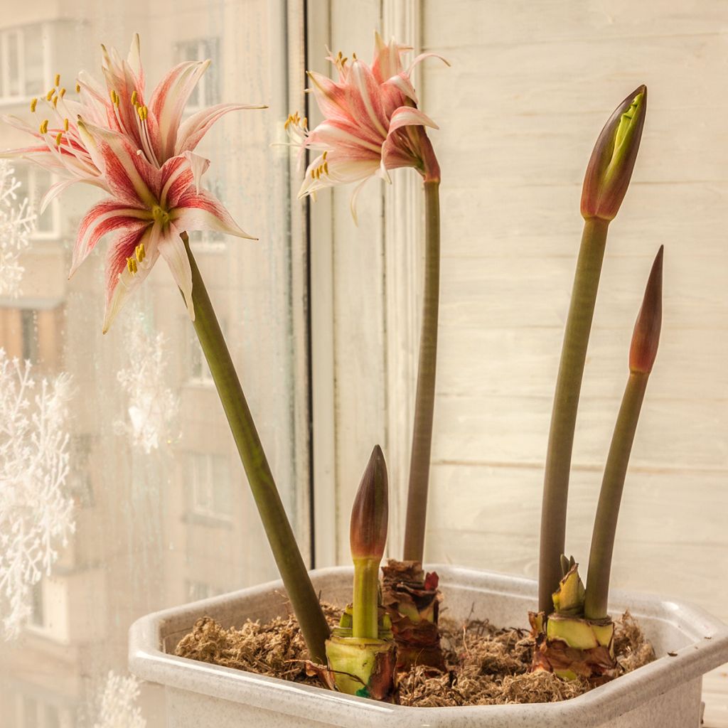 Hippeastrum Sweet Lilian - Ritterstern