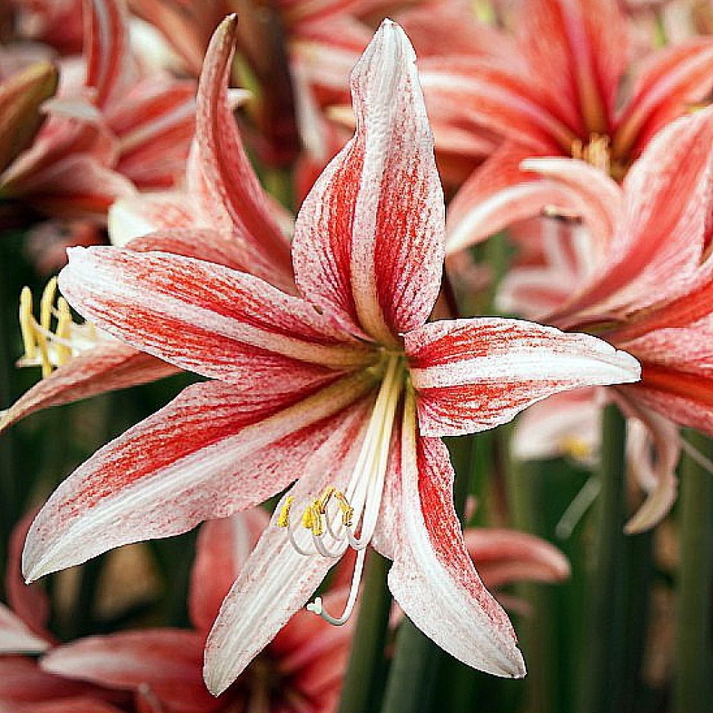 Hippeastrum Sweet Lilian - Ritterstern