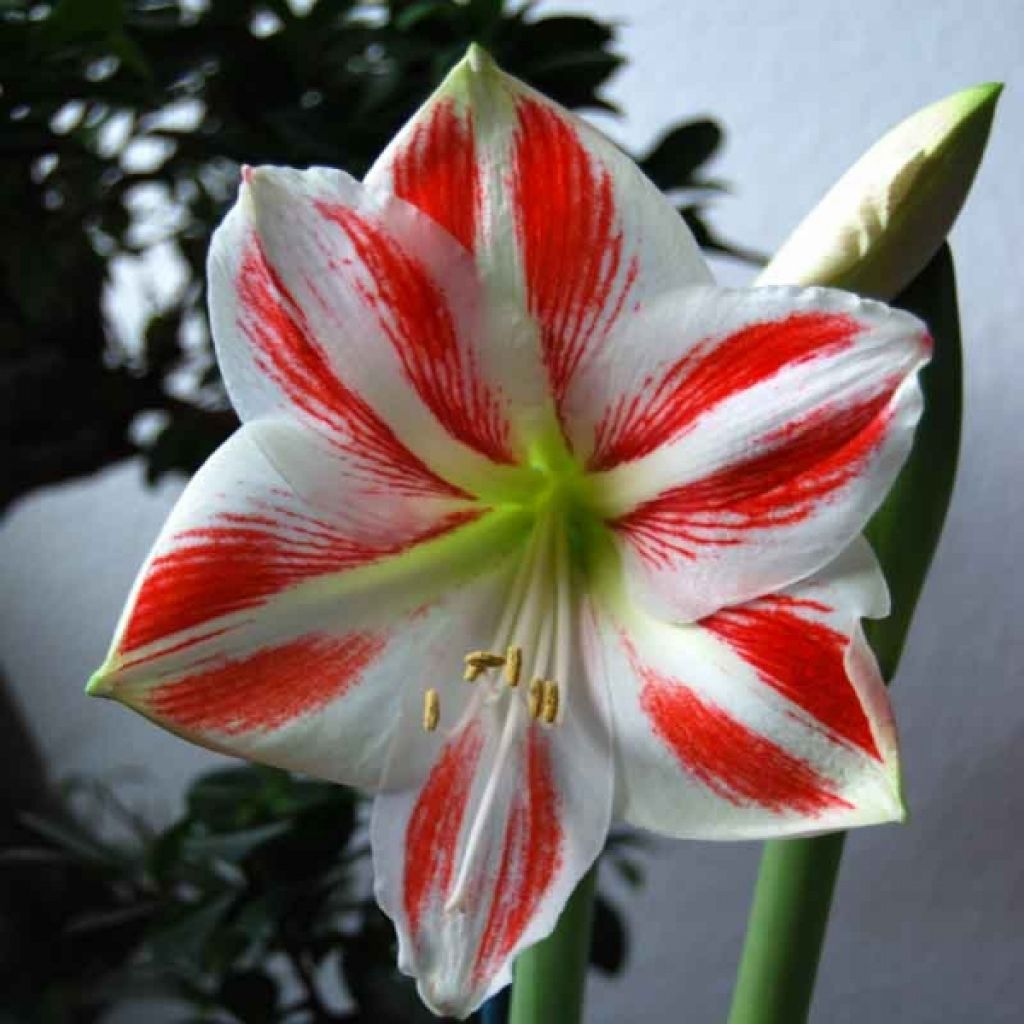 Hippeastrum Clown - Ritterstern