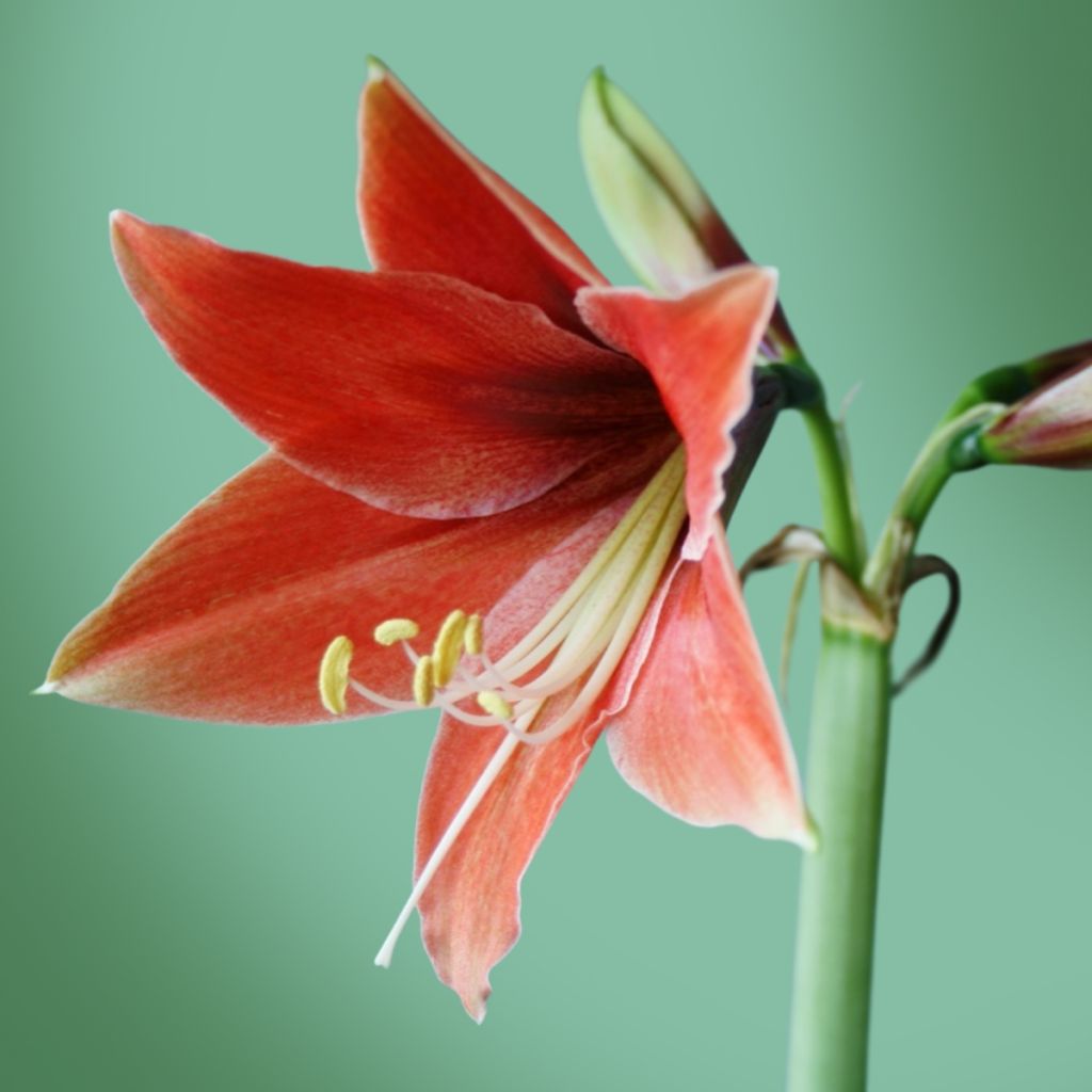 Hippeastrum Tierra - Ritterstern