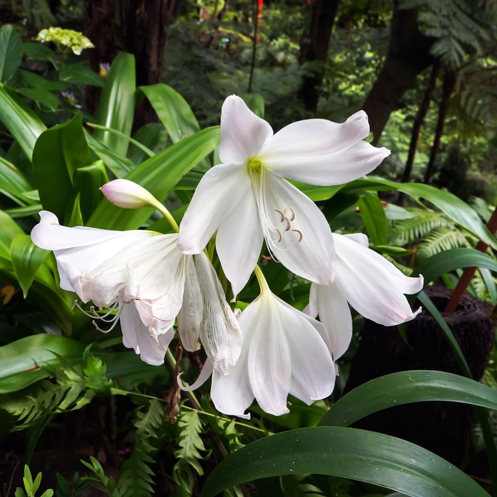 Amaryllis belladonna Alba - Belladonnalilie